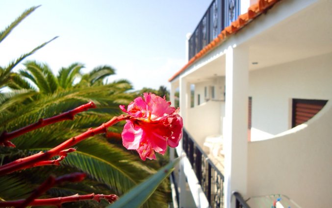 Tuin van Hotel Ccb Bruskos op Corfu