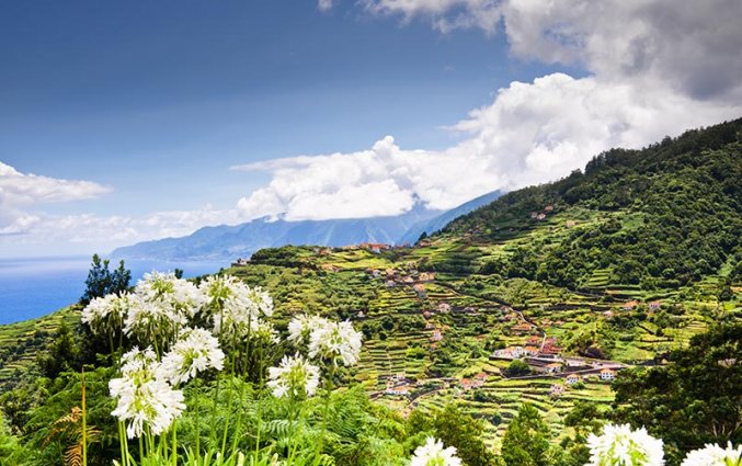 Madeira - Lelie - van - Dalenwebsiteformaat