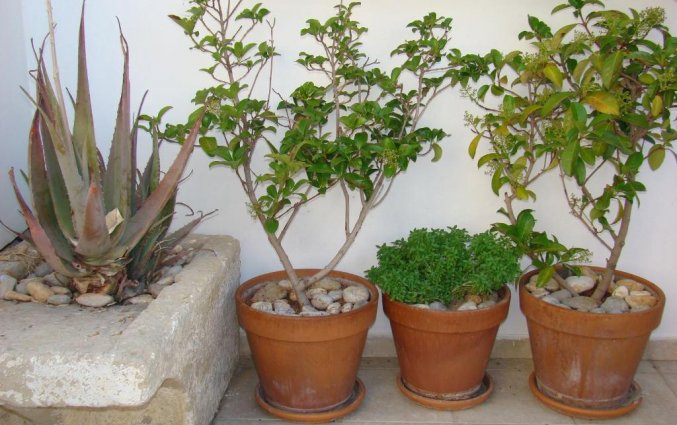 Flora van Diamond Apts and Suites Kreta