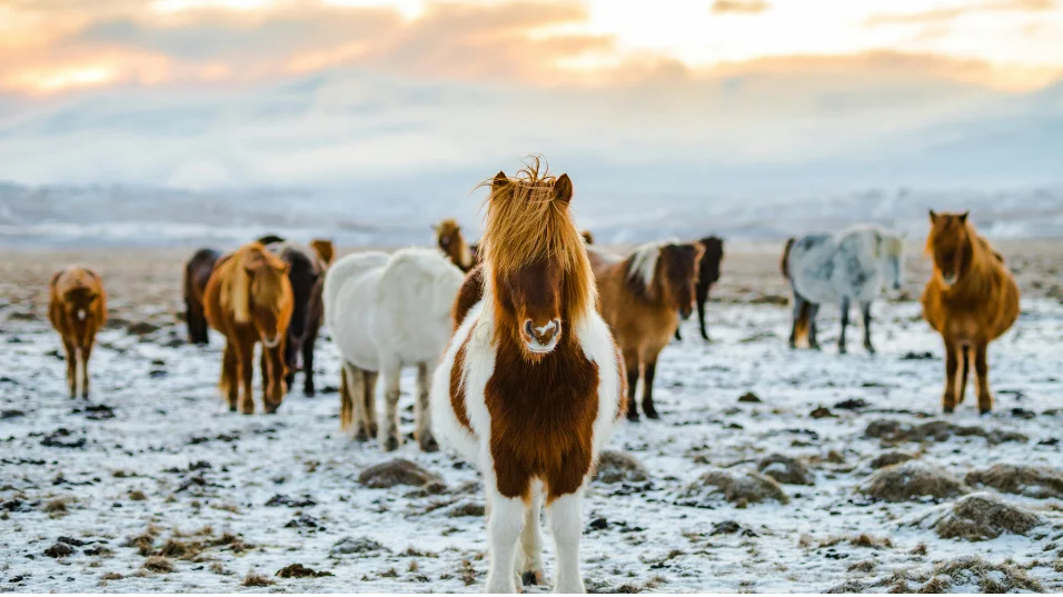 Golden Circle Rondreis IJsland