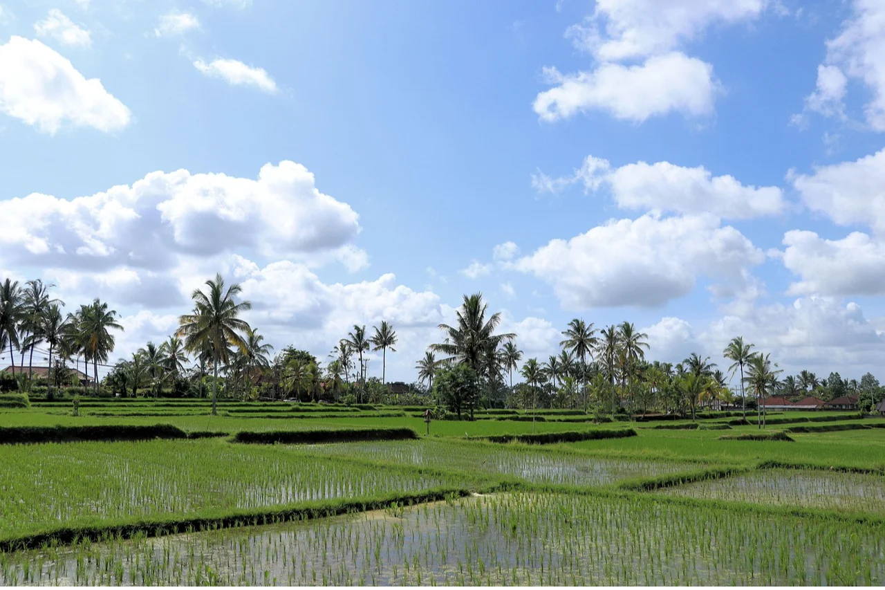Startpakket Bali - Rice