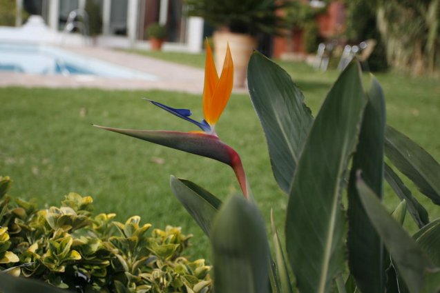 Tuin van Hotel Oasis